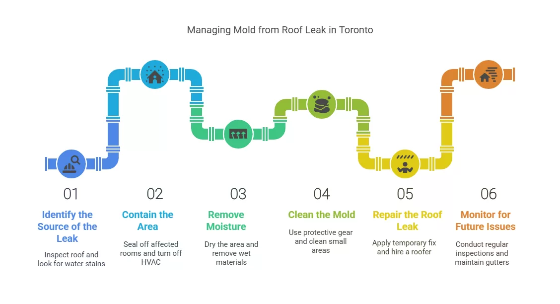 Mold from Roof Leak in Toronto What to Do Fast